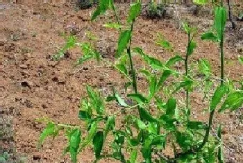 枣树苗几月份种植最好,栽植最佳时间?