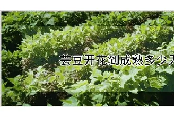 芸豆开花到成熟多少天