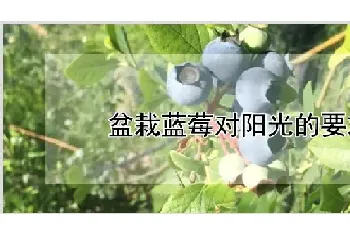 盆栽蓝莓对阳光的要求