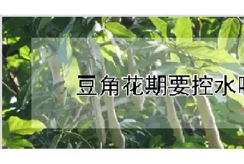 豆角花期要控水吗