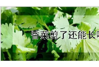 香菜剪了还能长吗