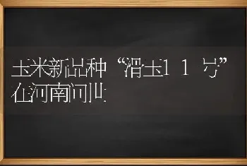 玉米新品种“滑玉11号”在河南问世