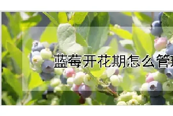 蓝莓开花期怎么管理