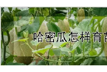 哈密瓜怎样育苗