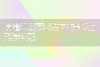 雾霾低温寡照造成的黄瓜生理学问题