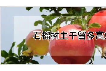 石榴树主干留多高好