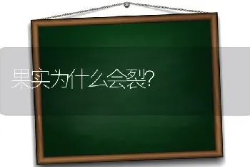 果实为什么会裂?