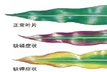 玉米可以一块地连续种植吗,种过玉米的土地缺什么元素?