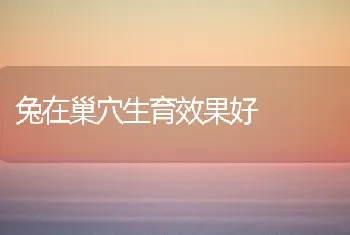 兔在巢穴生育效果好