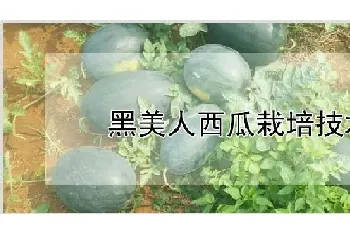 黑美人西瓜栽培技术