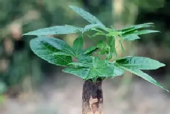 招财树开花好不好,开花的风水寓意?