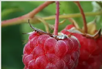 树莓育苗方法与种植技术