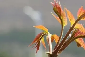 香椿是什么季节的菜?