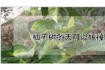 柚子树冬天可以嫁接吗