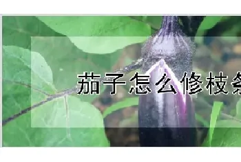 茄子怎么修枝条