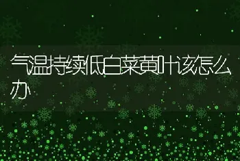 气温持续低白菜黄叶该怎么办