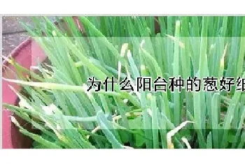 为什么阳台种的葱好细