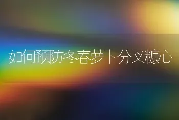 如何预防冬春萝卜分叉糠心