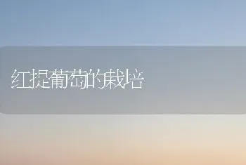 红提葡萄的栽培