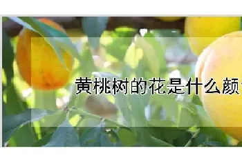 黄桃树的花是什么颜色