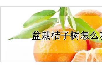 盆栽桔子树怎么养