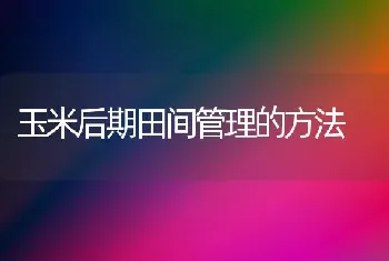 玉米后期田间管理的方法