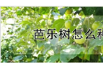 芭乐树怎么种