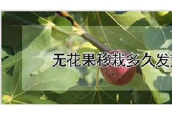 无花果移栽多久发芽