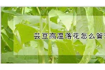 芸豆高温落花怎么管理