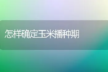 怎样确定玉米播种期