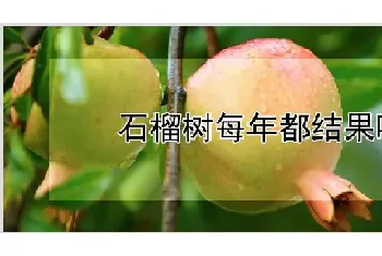 石榴树每年都结果吗