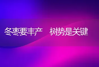 冬枣要丰产 树势是关键