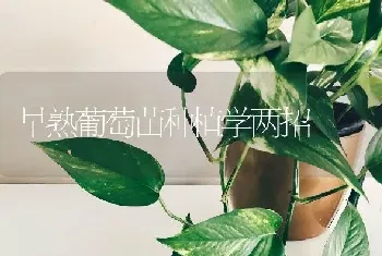 早熟葡萄苗种植学两招