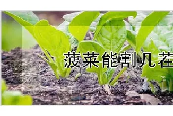 菠菜能割几茬