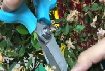 牡鹃花什么时候剪枝合适?牡鹃花剪枝方法和注意事项