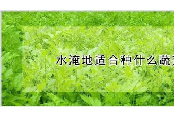 水淹地适合种什么蔬菜