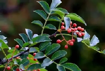 花椒籽能种吗,是否能长花椒树?