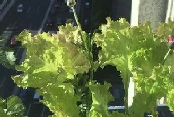 生菜几月份种植最好,种植时间和方法?