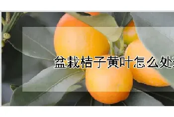 盆栽桔子黄叶怎么处理