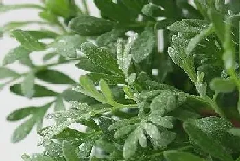 艾蒿是什么植物类别?