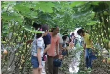 无花果怎么提高产量？种植管理技术介绍