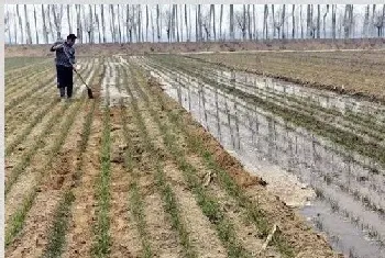 如何浇好小麦越冬水