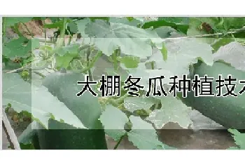 大棚冬瓜种植技术