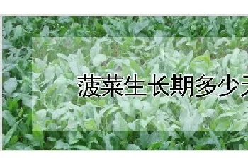 菠菜生长期多少天