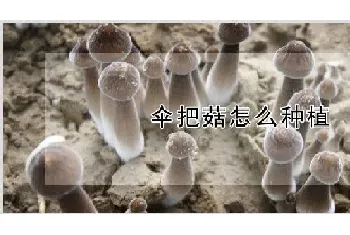 伞把菇怎么种植