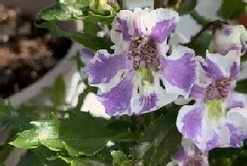 香彩雀一年开几次花?香彩雀形态特征与植物学史