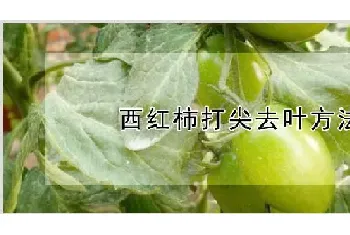 西红柿打尖去叶方法