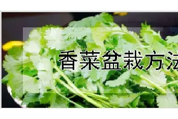 香菜盆栽方法