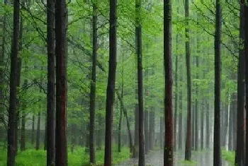 水杉种植间距是多少?水杉种植方法和注意事项