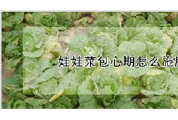 娃娃菜包心期怎么施肥